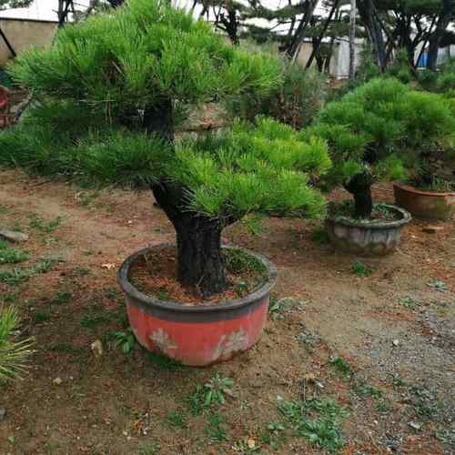 松树盆景种植与造型入门 从一棵小苗到传世之景