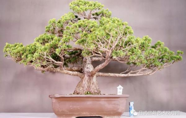 树桩盆景折损枝干的修复技术与养护指南