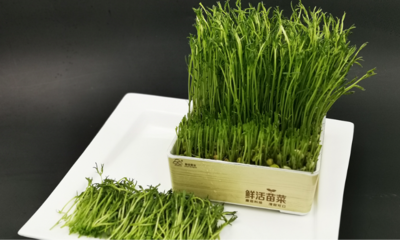 双创带头人|上海泽福食用菌种植专业合作社理事长彭长儿